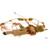 Kit d'Indien avec arc et flèches avec plumes