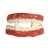 Dentier de Vampire Adulte